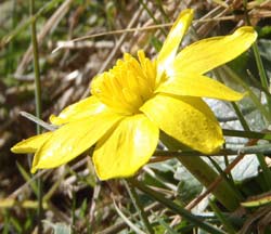 celandine