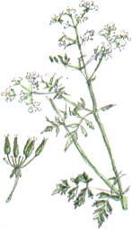 cow parsley