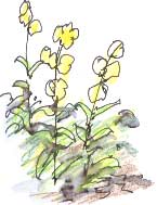 evening primrose