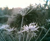 hogweed