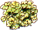golden saxifrage