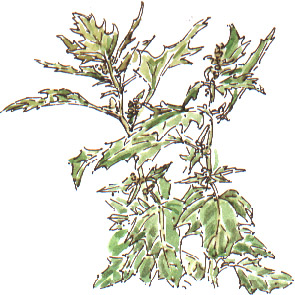 goosefoot, Chenopodium