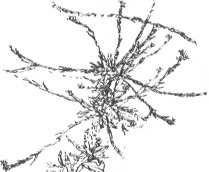 hedge mustard