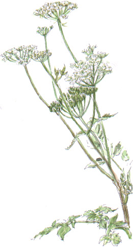 hogweed