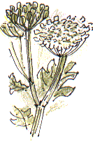 hogweed