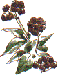 ivy berries
