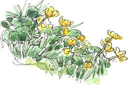 kingcups