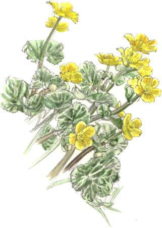 kingcups