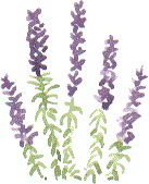 purple loosestrife