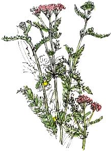 Yarrow