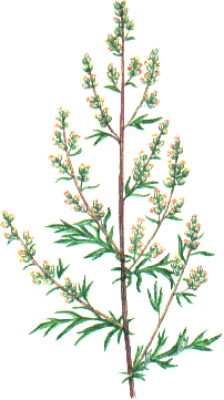 mugwort