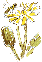 nipplewort flower