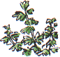 parsley piert