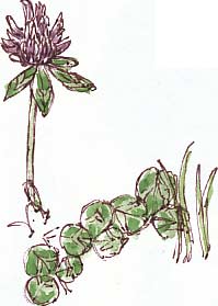 red clover