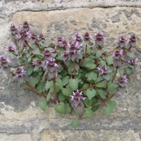 red deadnettle