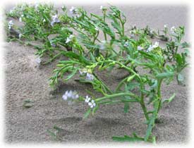 sea rocket