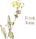rock-rose