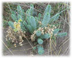 sea spurge