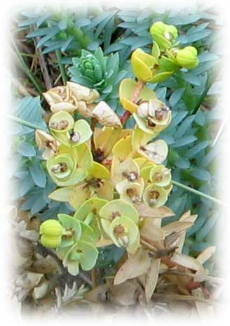 sea spurge