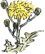 perennial sow-thistle