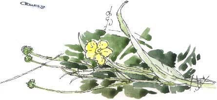 spearwort