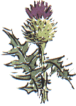 spear thistle