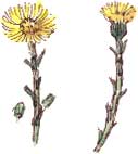 coltsfoot