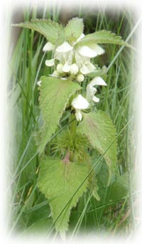 white deadnettle