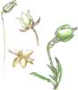 pearlwort flowers