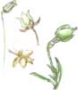 pearlwort flowers
