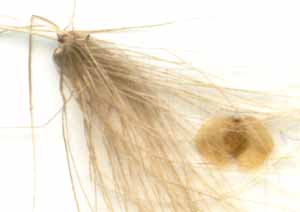 willowherb seed