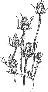 teasels