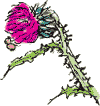 melancholy thistle