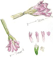 willowherb flower