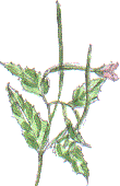 broad-leaved willowherb