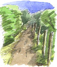 Millbank path