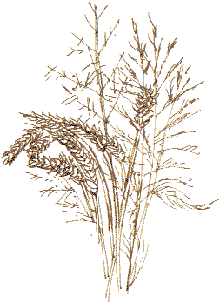 grasses and grain from seven fields