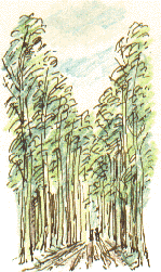 poplars