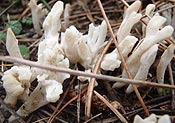 antler fungus