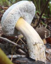 boletus