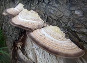 bracket fungi