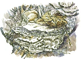 bracket fungus