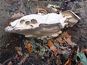 bracket fungus