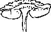 cross section of the 'buff gilled' fungus