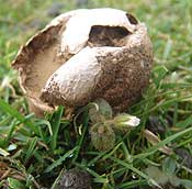 earthball fungus