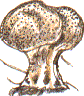 earthball type fungus