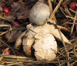 Earthstar