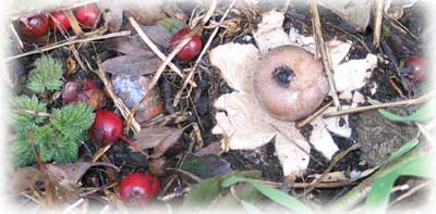 Earthstar