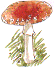 fly agaric