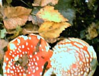 fly agarics